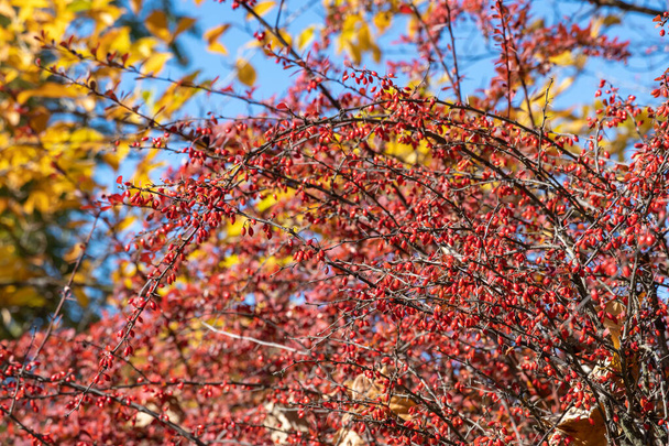 Bunches of ripe red berry barberry in autumn garden. Thunberg berberis fruits bitter in taste and inedible. Ornamental plant used in hedges and border plants. Acidic spice. Alternative medicine. - Photo, Image