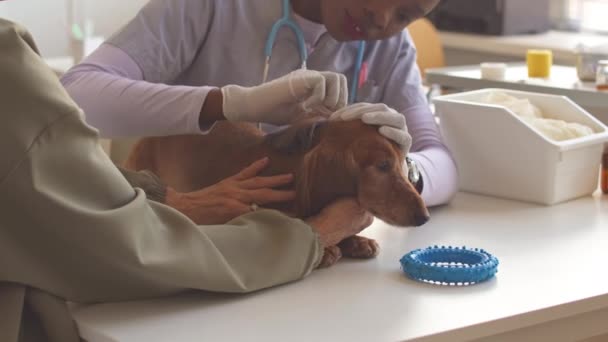 Joven mujer negra veterinario examinando marrón de pelo largo dachshund en poder de su propietario en la mesa de examen en la clínica veterinaria - Metraje, vídeo