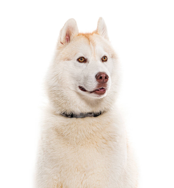 Головний знімок хаскі в собаці, ізольований на білому - Фото, зображення