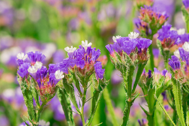 limonium sinuatum or statice salem flowers in blue, lilac, viole - Foto, Imagem