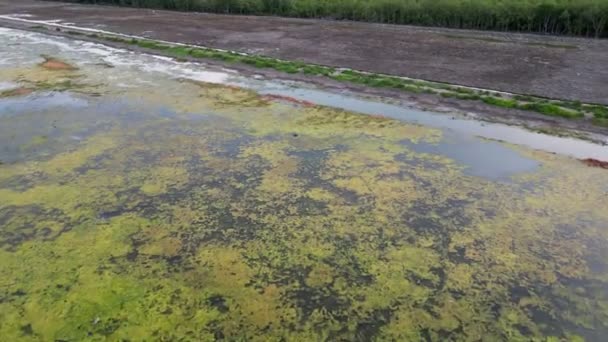 湿地の湖表面上にある藻類の広大な領域の空中観測 - 映像、動画