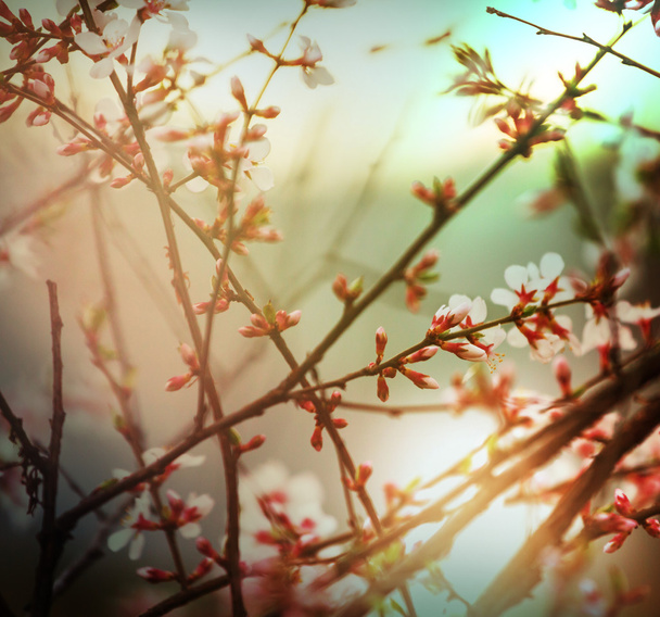 ramas de cerezo en flor - Foto, Imagen