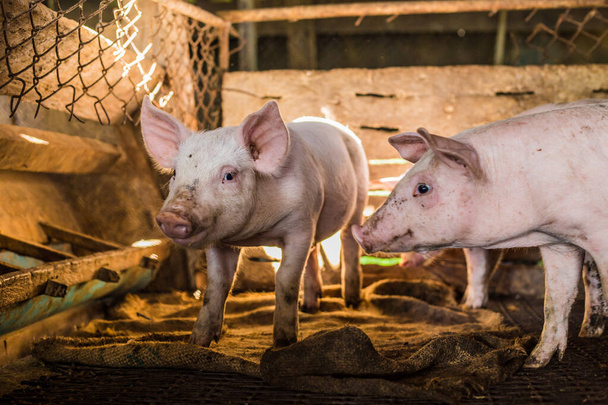 Porco na exploração suína tradicional, Porco sujo no gado
 - Foto, Imagem