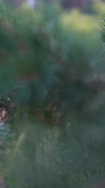 O agente militar corre rapidamente no meio da floresta. Imagens 4k de alta qualidade - Filmagem, Vídeo