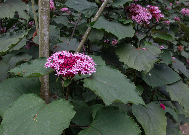 Clerodendrum bungei or rose glory bower plant with pink flowers and lush foliag - Photo, Image