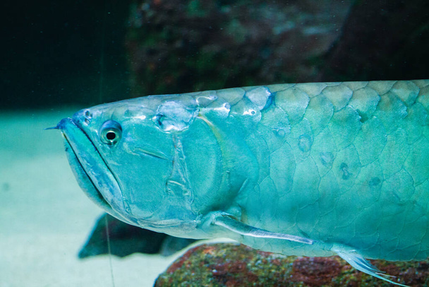 Aquarium fish, close-up of a freshwater fish. - Photo, Image