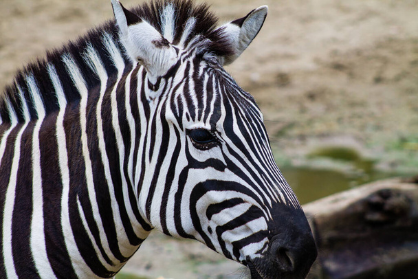 Zebra allo zoo, primo piano di testa e collo - Foto, immagini