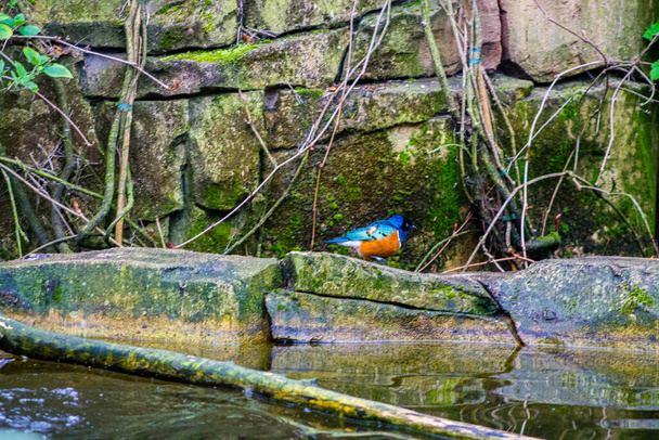 Superb Starling bird on a rock in a pond in the forest. - Photo, Image