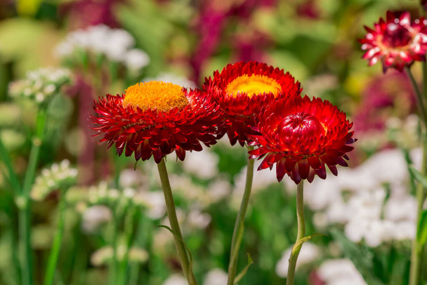 Beautiful Deep Colored Strawflower Macro - Foto, imagen