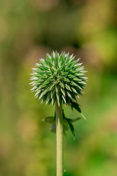 Blue globe thistle (Echinops) in the garden - Photo, Image