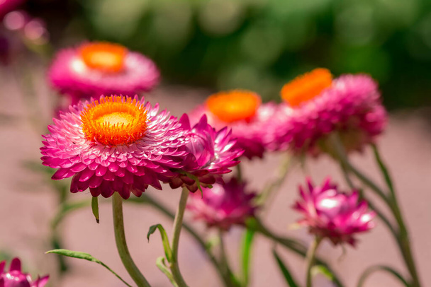 Beautiful Deep Colored Strawflower Macro - Foto, Imagen