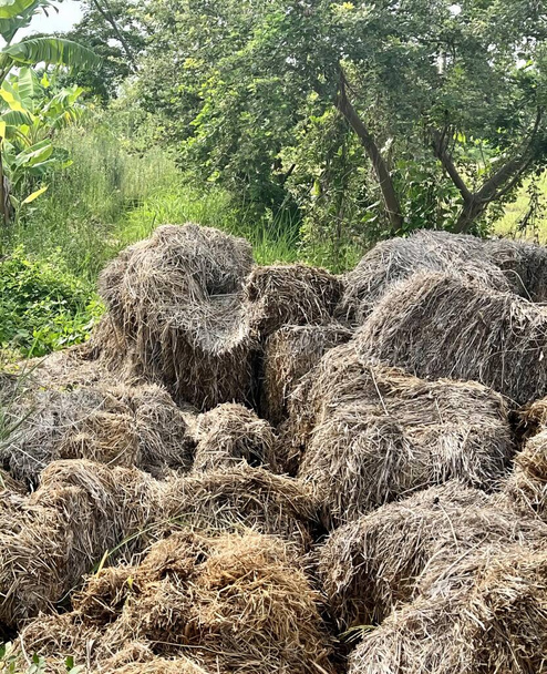 a photography of a pile of hay in a field with trees in the background, pile of hay in a field with trees in the background. - Fotoğraf, Görsel
