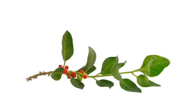 Aswagandha зелене листя з зеленими і червоними фруктами на білому тлі. З рослиною соніфера. Студійний знімок. - Фото, зображення