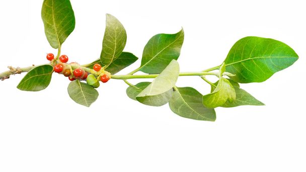 Aswagandha зелене листя з зеленими і червоними фруктами на білому тлі. З рослиною соніфера. Студійний знімок. - Фото, зображення
