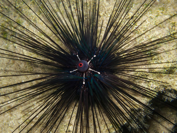 Sea urchin Diadema setosum from Cyprus - Fotó, kép