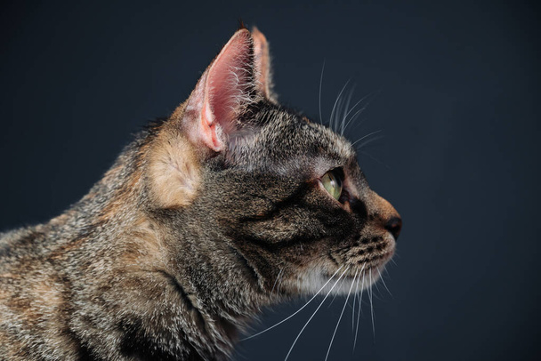 Tekir kedinin gizemli portresi gizlilik ve gizem atmosferini çağrıştırıyor. Yüksek kalite fotoğraf - Fotoğraf, Görsel