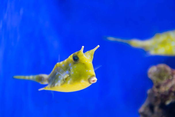 Лонгхорнська коров'яча риба або Конгофуку Маккерел пухнаста жовта риба, що плаває у блакитній воді в акваріумі. Морська тварина. - Фото, зображення