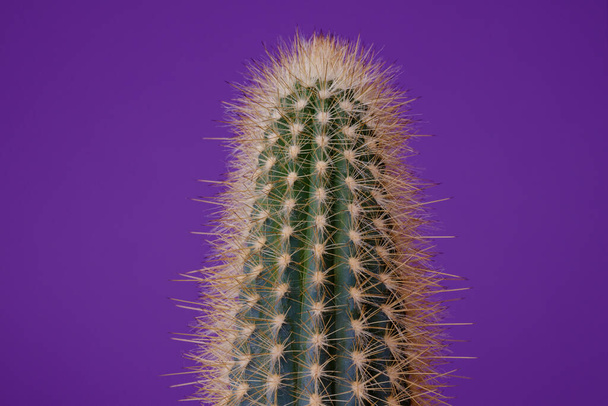 Зелений кактус на фіолетовому фоні. кактус з великими шипами крупним планом. - Фото, зображення