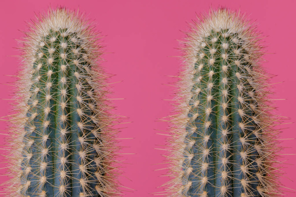 Zestaw zielonych kaktusów na różowym tle. Kaktus z dużym zbliżeniem kolców. - Zdjęcie, obraz