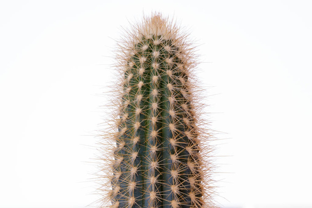 Cactus verde sobre fondo blanco. Cactus con espinas grandes de cerca. - Foto, Imagen