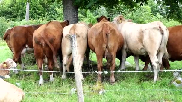 Eskilstuna, Suecia Vacas en un pastizal buscan sombra bajo un árbol,  - Metraje, vídeo