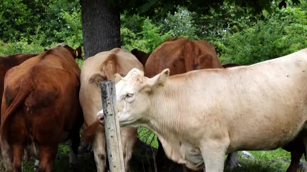 Eskilstuna, Schweden Kühe auf einer Weide suchen Schatten unter einem Baum,  - Filmmaterial, Video