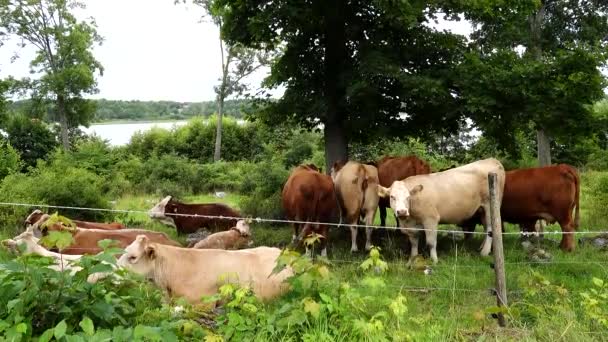 Eskilstuna, Schweden Kühe auf einer Weide suchen Schatten unter einem Baum,  - Filmmaterial, Video