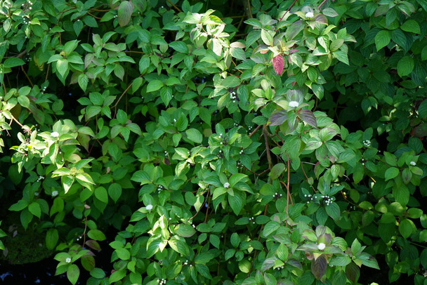 Корнус альба з білими квітами і ягодами росте біля річки в липні. Cornus alba, червоно-коричневий, білий або сибірський догвуд, вид квітучої рослини в родині Cornaceae. Берлін, Німеччина - Фото, зображення