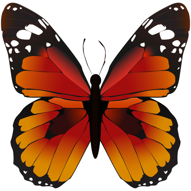 装飾的な色の蝶 - ベクター画像