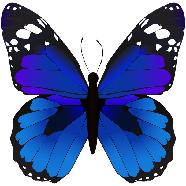 Dekoratív, színes pillangó - Vektor, kép