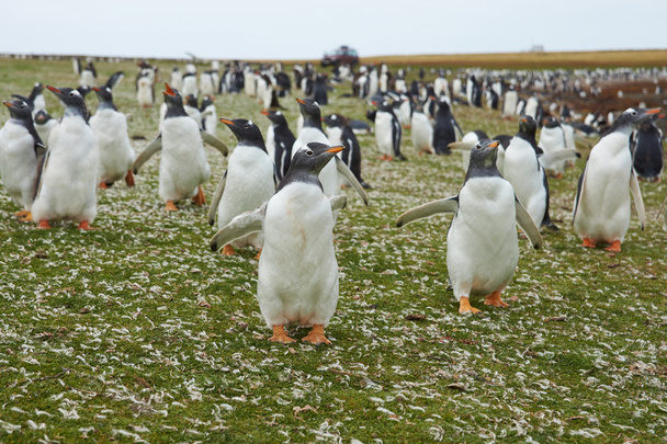 pingouins doux
 - Photo, image
