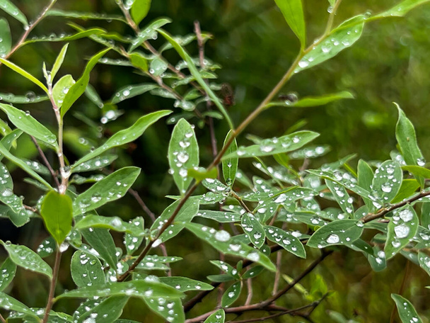 バン・ホートのミードウィートの若い茂み - 花のないスピレア・ヴァンヌーペンと彼らの上に水滴の葉だけで. - 写真・画像
