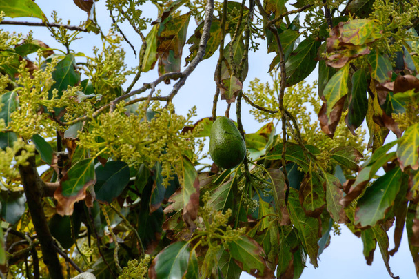 Saisonale Blüte und Ernte der immergrünen Avocadobäume im April auf Plantagen in Asturien, Nordspanien. - Foto, Bild