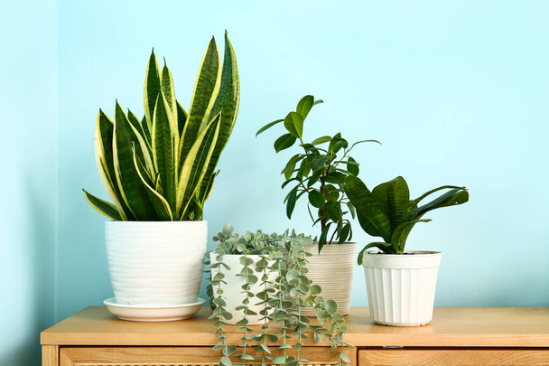 Зелені кімнатні рослини на комоді біля синьої стіни - Фото, зображення