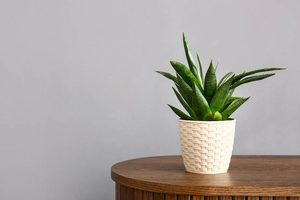 Grüne Zimmerpflanze auf Tisch neben grauer Wand - Foto, Bild
