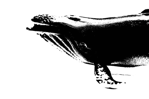 fekete sziluett púpos bálna elszigetelt fehér háttér, legnagyobb emlős tengeri lény - Fotó, kép