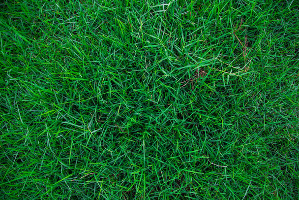 Bovenaanzicht van groen gras, natuur achtergrond  - Foto, afbeelding