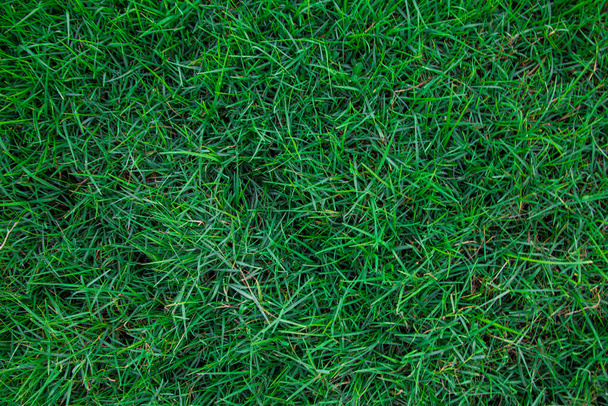 Yeşil çimlerin üst görünümü, doğa arka planı  - Fotoğraf, Görsel