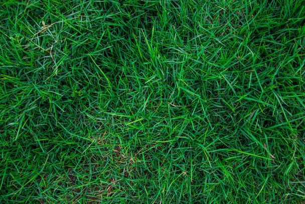緑の草のトップビュー、自然背景  - 写真・画像