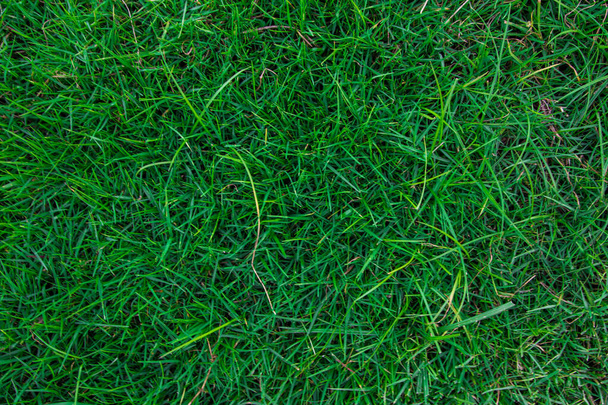 緑の草のトップビュー、自然背景  - 写真・画像