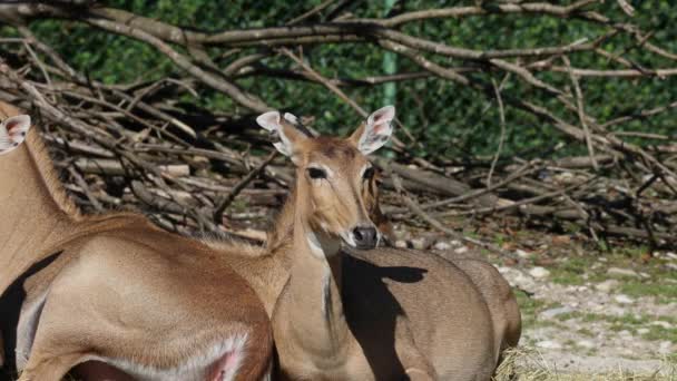 Nilgai ya da mavi inek. Boselaphus tragocamelus, Asya 'nın en büyük antilopudur ve Hindistan' ın alt kıtasında endemiktir.. - Video, Çekim