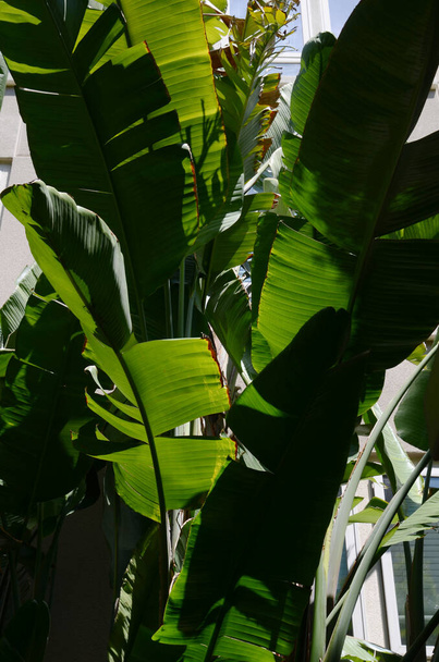 США Каліфорнія Лос-Анджелес Плайя Віста 7 травня 2023 бананове листя на сонячному світлі. - Фото, зображення