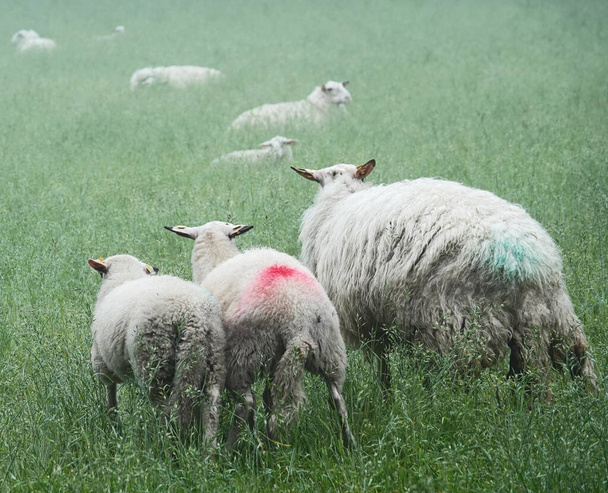 Овца и два ягненка уходят. Погода туманная. Порода этих овец - ландрас Бентхайм.. - Фото, изображение