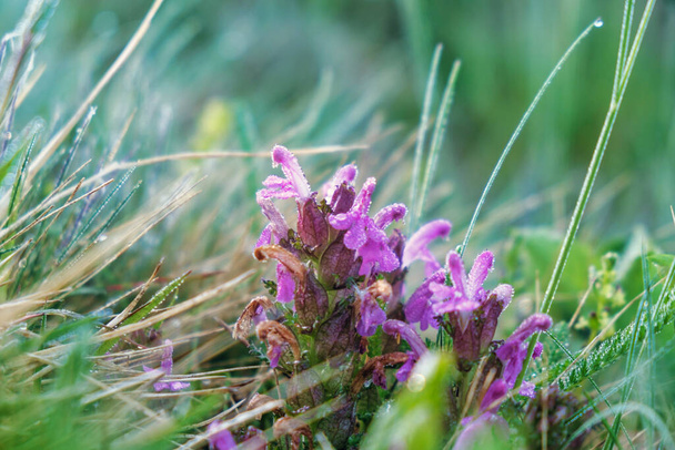 Lousewort Pedicularis rosea на альпійських луках Алтайських гір. Напівпаразитарні, в основному багаторічні трави завантажити фото - Фото, зображення