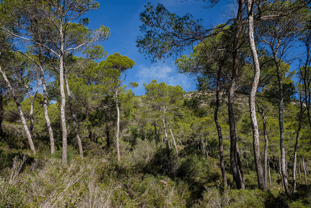Sosny Aleppo, las na wzgórzu Puig de Randa, Llucmajor, Majorka, Baleary, Hiszpania - Zdjęcie, obraz