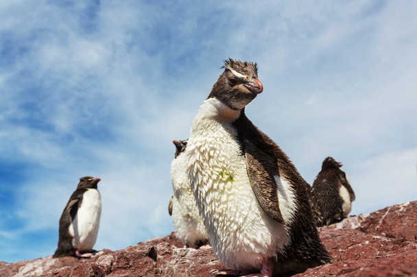 Rockhopper pingvin Argentínában - Fotó, kép