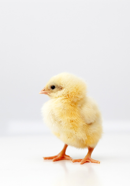 Cute chicken - Photo, Image