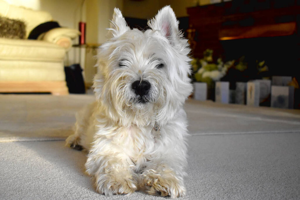 Um belo cão branco olhando para uma câmera com olhos de cabelo fechados, deitado em um tapete na sala de estar lar doce lar. Um feliz e bonito West Highland White Terrier cão. - Foto, Imagem