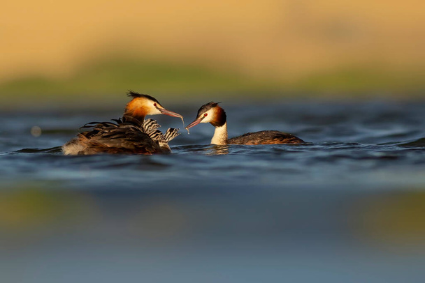 Great moment. A mother carrying her babies on her back. Colorful nature background. Great Crested Grebe. (Podiceps cristatus). - Photo, Image