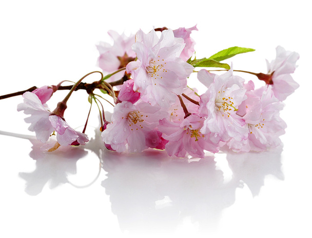 Cherry flowers - Photo, Image